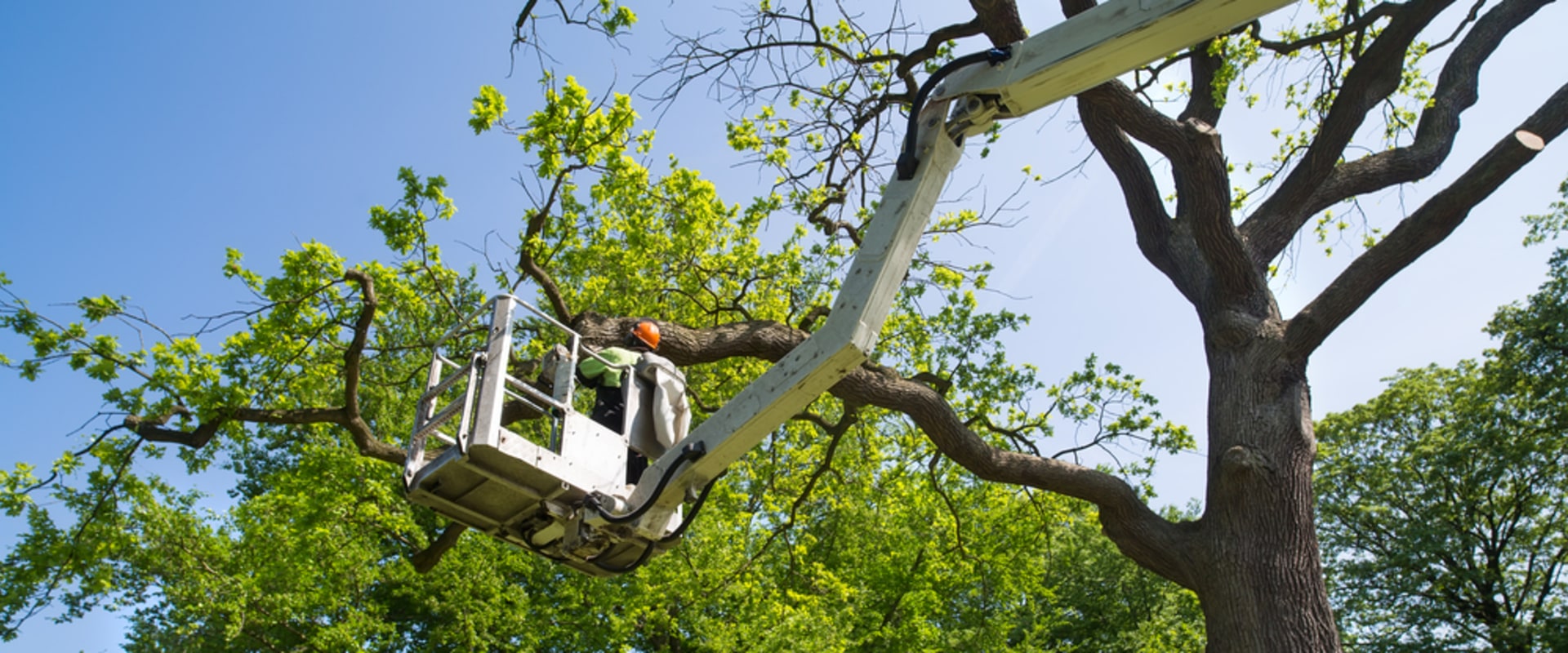 Boosting Real Estate Brokerage Deals In Newburg: The Game-changing Power Of Tree Service