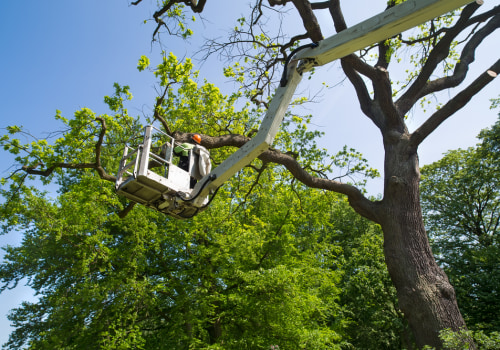 Boosting Real Estate Brokerage Deals In Newburg: The Game-changing Power Of Tree Service